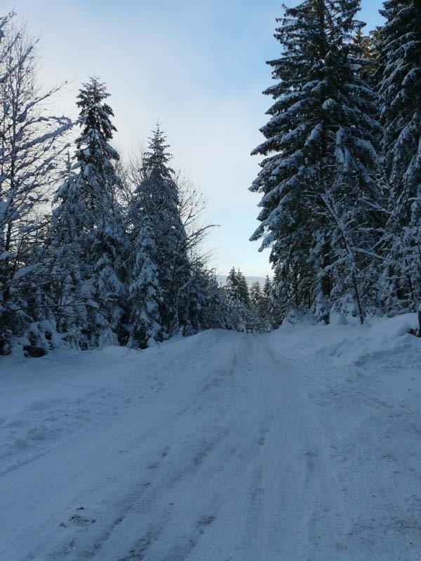 Chemin forestier de Cleurie sous la neige